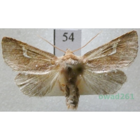 Phragmatiphila nexa (Hübner, 1808) Czech54